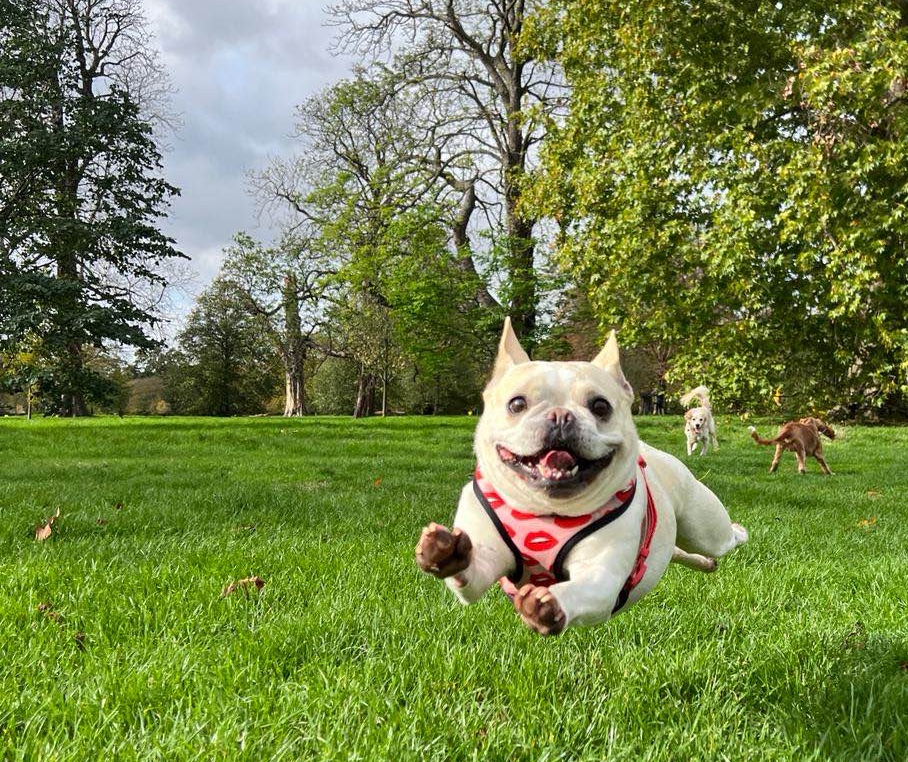 dog playing and jumping